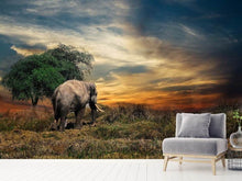 Load image into Gallery viewer, Photo Wallpaper The elephant in the sunset
