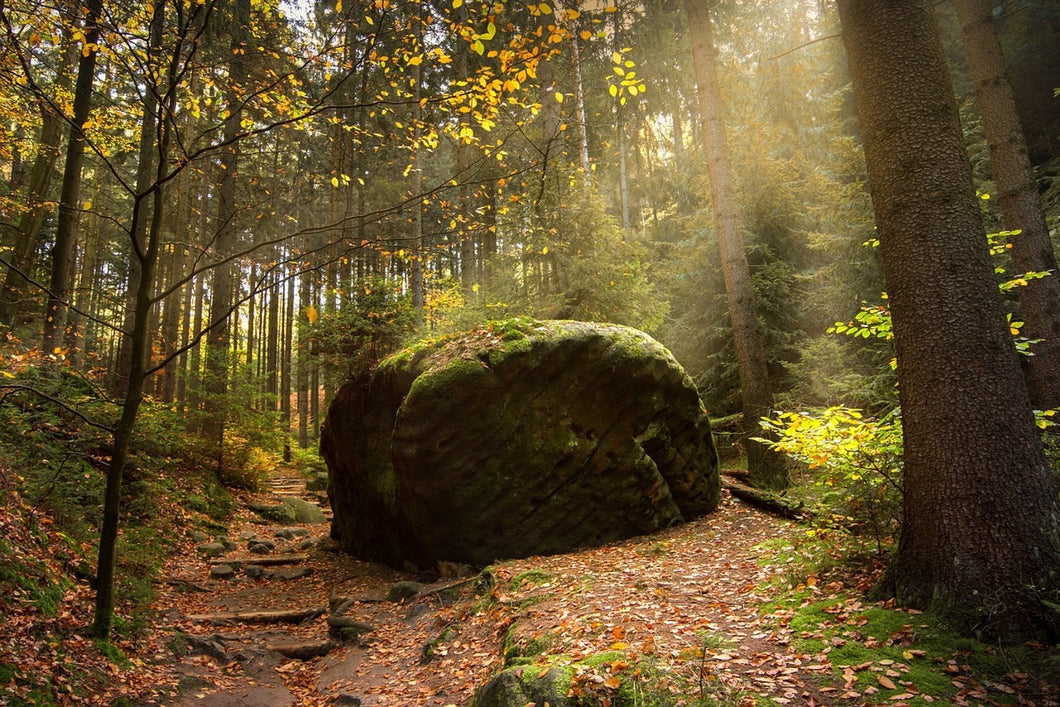 Photo Wallpaper The rock in the forest