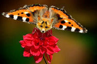 Photo Wallpaper The flying fox
