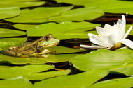 Photo Wallpaper The frog and the water lily