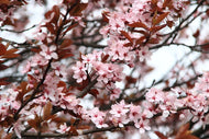 Photo Wallpaper Spring is here