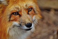 Photo Wallpaper The Fox