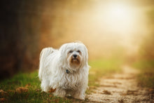 Load image into Gallery viewer, Photo Wallpaper The Havanese
