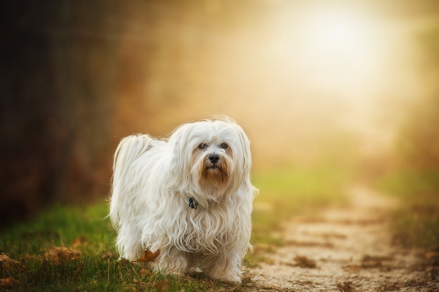 Photo Wallpaper The Havanese