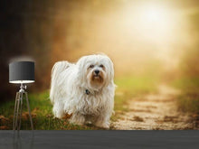 Load image into Gallery viewer, Photo Wallpaper The Havanese
