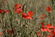 Photo Wallpaper The poppy in nature