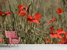 Load image into Gallery viewer, Photo Wallpaper The poppy in nature
