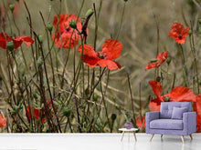 Load image into Gallery viewer, Photo Wallpaper The poppy in nature
