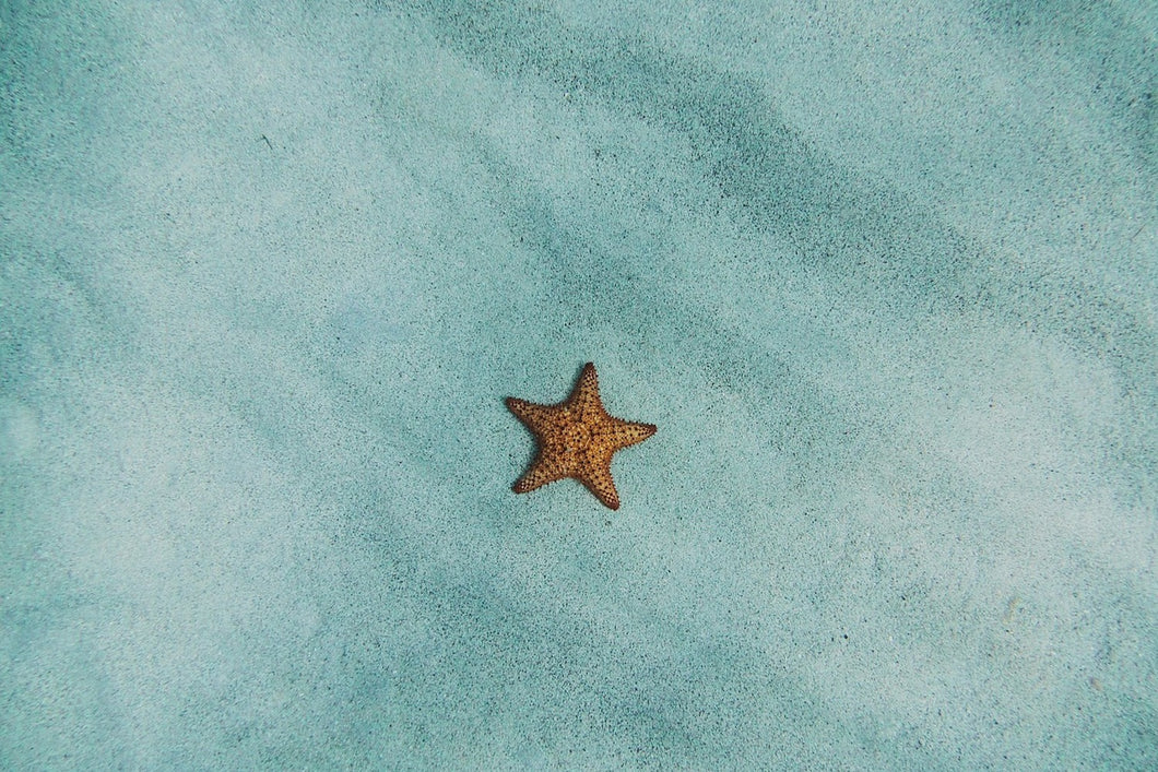 Photo Wallpaper The little starfish