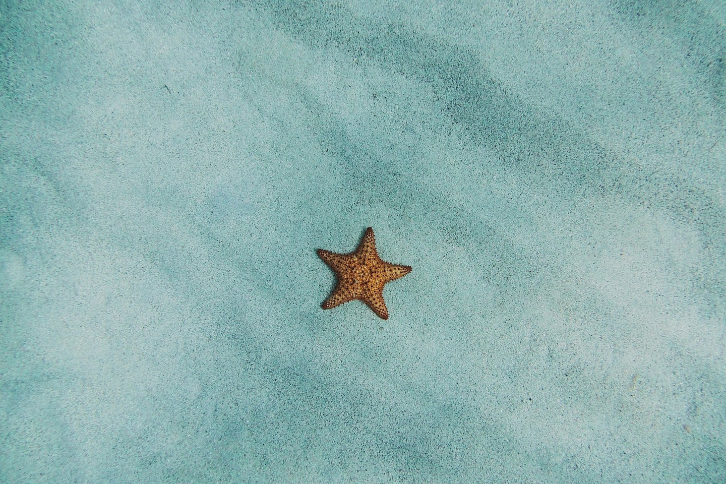 Photo Wallpaper The little starfish