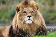 Photo Wallpaper The king of animals
