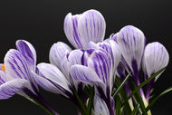Photo Wallpaper The crocus
