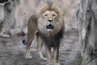 Photo Wallpaper The lion and his kingdom