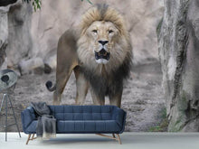 Load image into Gallery viewer, Photo Wallpaper The lion and his kingdom
