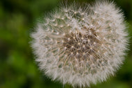 Photo Wallpaper The dandelion in nature