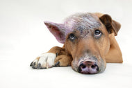 Photo Wallpaper The funny pig dog