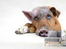 Load image into Gallery viewer, Photo Wallpaper The funny pig dog
