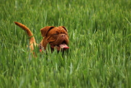 Photo Wallpaper The mastiff in the grass
