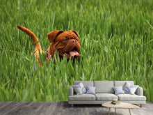 Load image into Gallery viewer, Photo Wallpaper The mastiff in the grass
