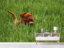 Load image into Gallery viewer, Photo Wallpaper The mastiff in the grass
