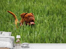 Load image into Gallery viewer, Photo Wallpaper The mastiff in the grass
