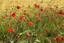 Load image into Gallery viewer, Photo Wallpaper The poppy in the wind
