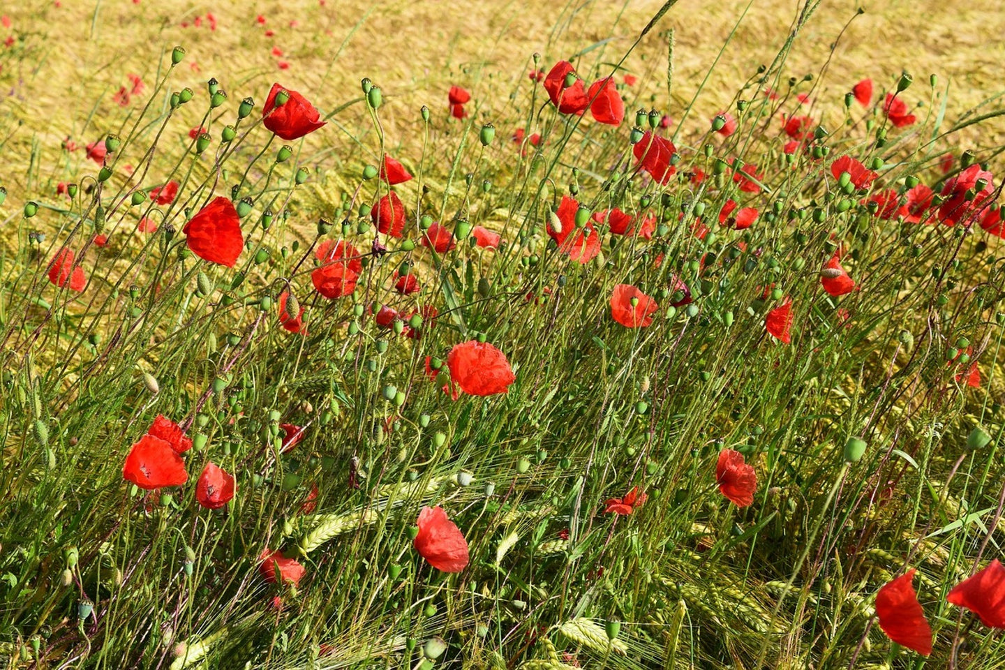 Photo Wallpaper The poppy in the wind