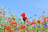 Photo Wallpaper The poppy in the flower meadow