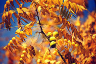 Photo Wallpaper The walnut XL