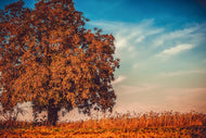 Photo Wallpaper The nut Tree