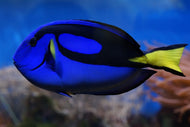 Photo Wallpaper The pallet doctorfish