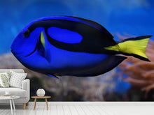 Load image into Gallery viewer, Photo Wallpaper The pallet doctorfish
