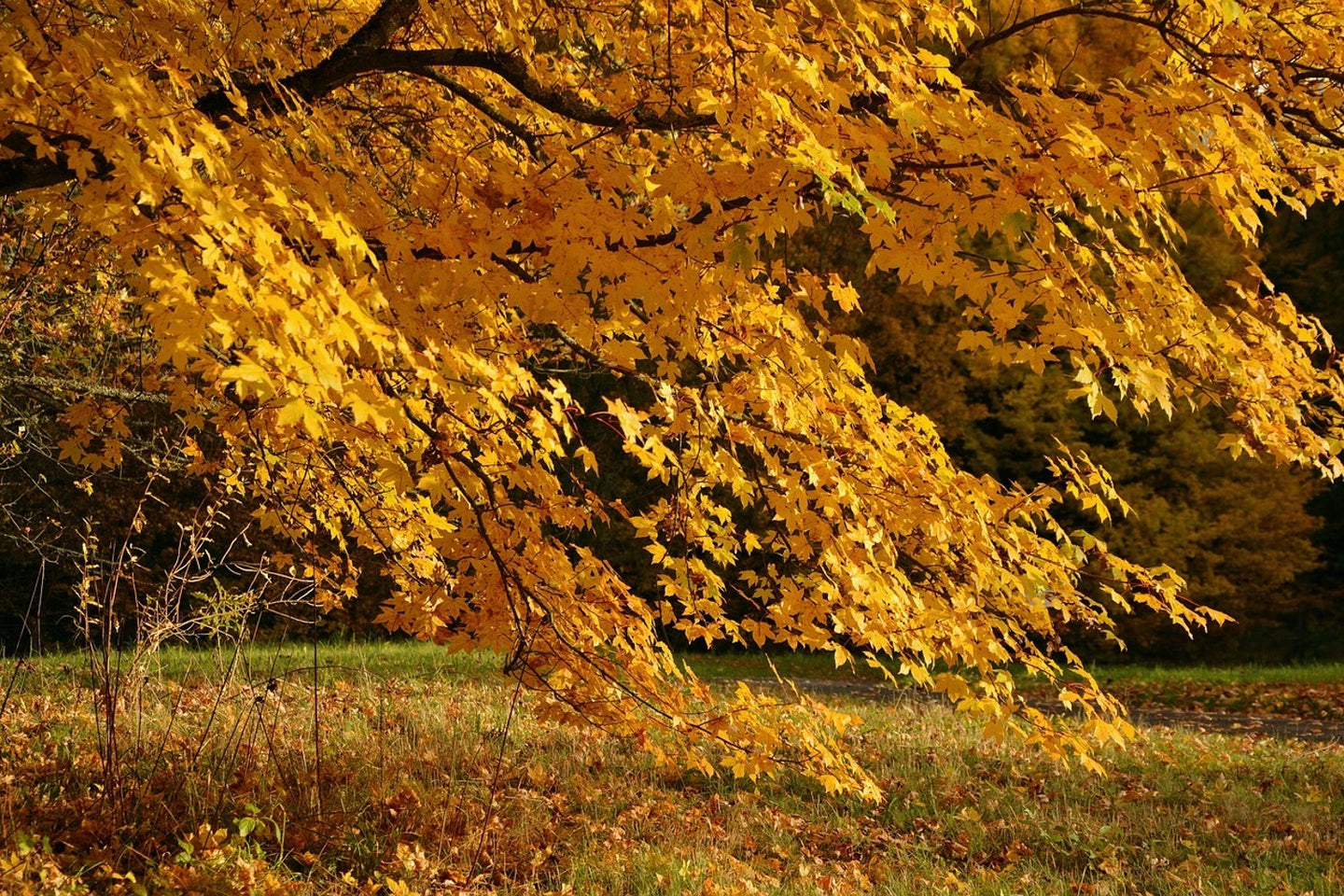 Photo Wallpaper The magnificent autumn tree