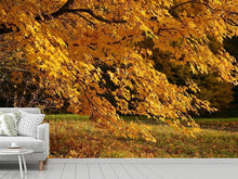 Load image into Gallery viewer, Photo Wallpaper The magnificent autumn tree
