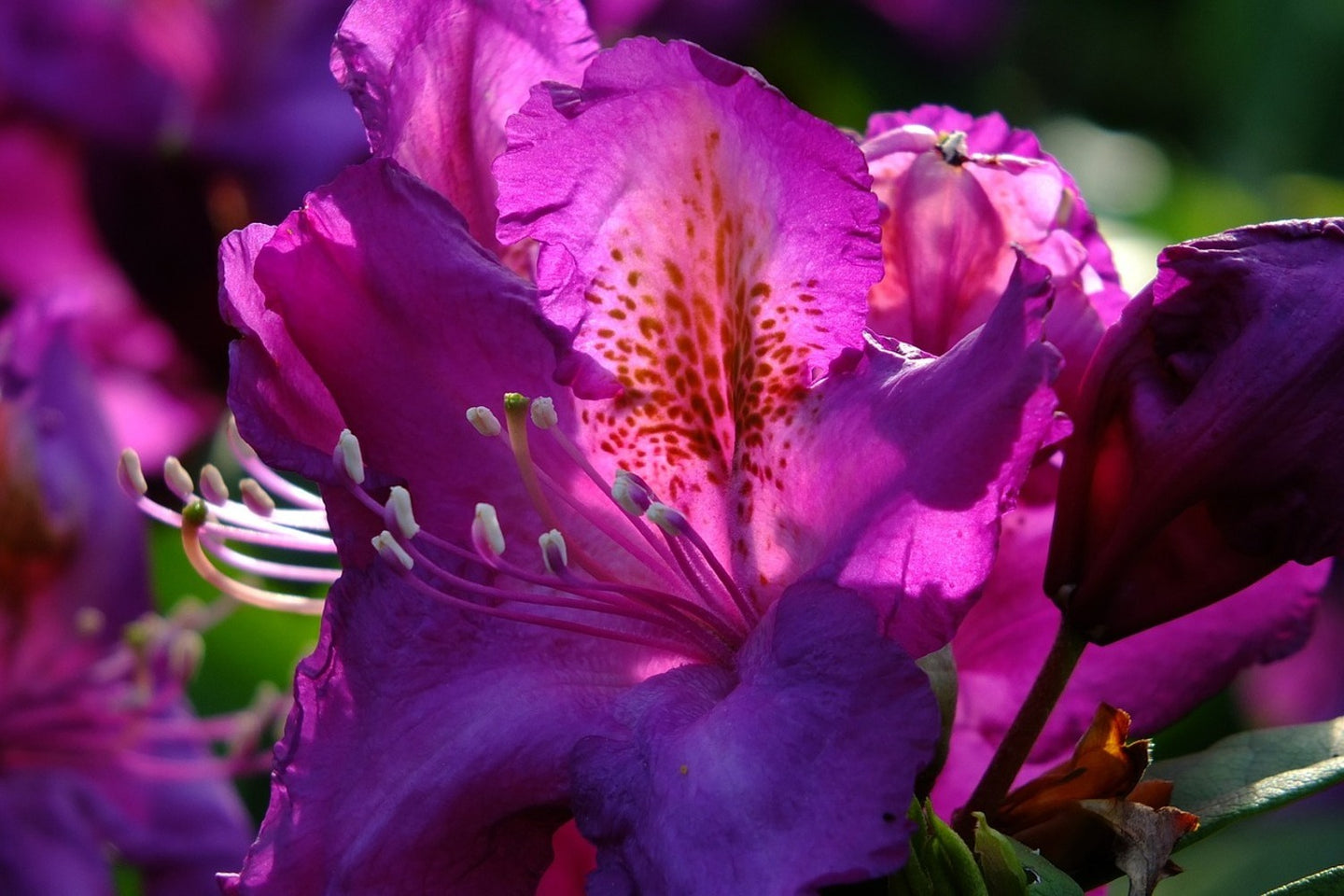 Photo Wallpaper The rhododendron