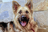 Photo Wallpaper The german shepherd
