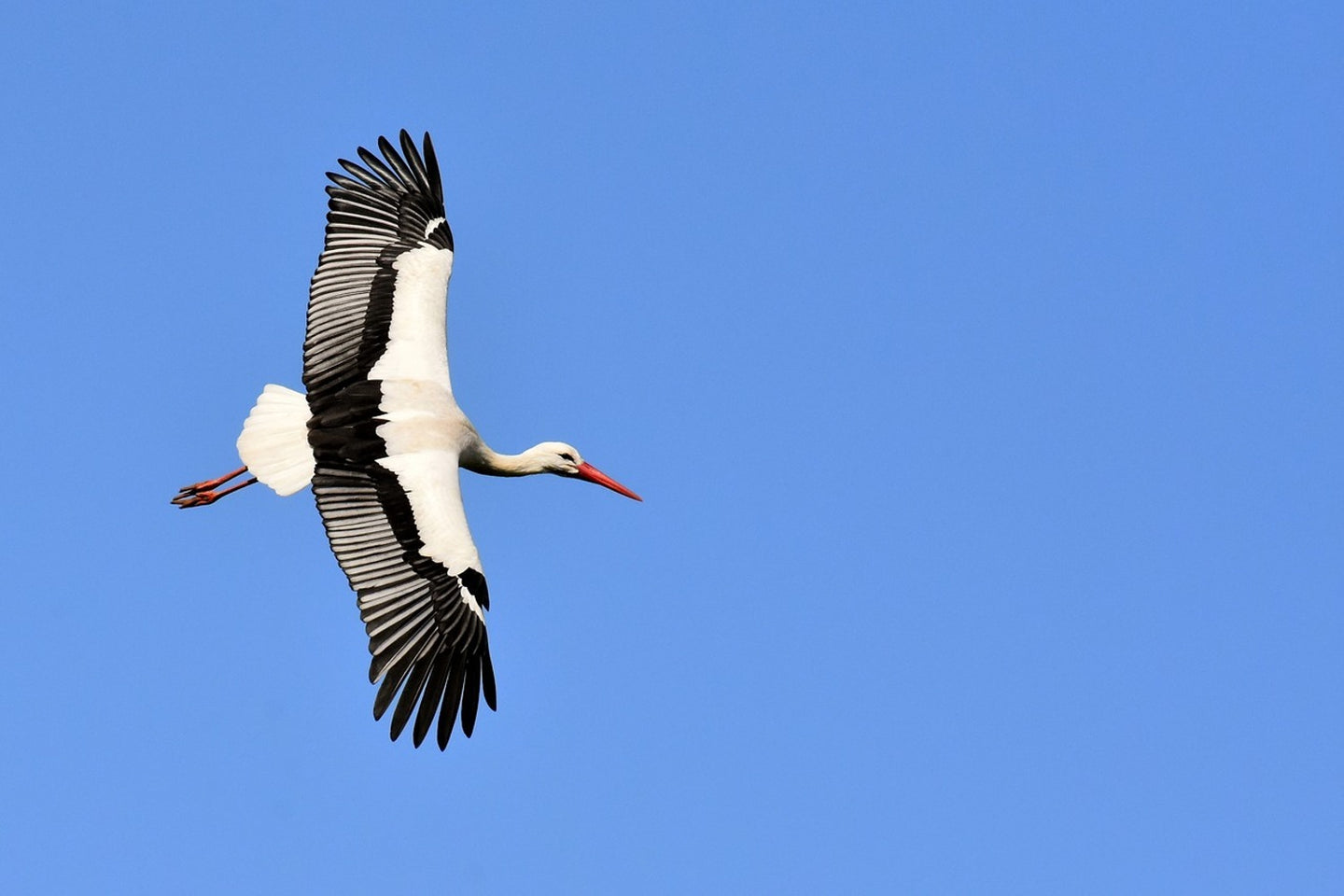 Photo Wallpaper The stork in action