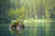 Photo Wallpaper The pond in the forest