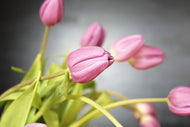Photo Wallpaper The tulip bouquet in pink
