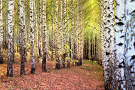 Photo Wallpaper the path between birches