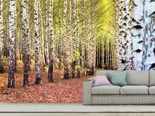 Load image into Gallery viewer, Photo Wallpaper the path between birches
