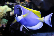 Photo Wallpaper The Weisskehl doctorfish fish