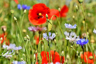 Photo Wallpaper The wild poppy XL