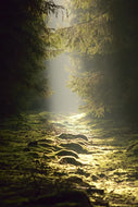 Photo Wallpaper The wild way