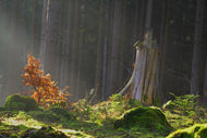 Photo Wallpaper The magic in the forest