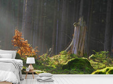 Load image into Gallery viewer, Photo Wallpaper The magic in the forest

