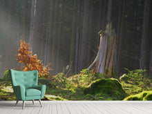 Load image into Gallery viewer, Photo Wallpaper The magic in the forest

