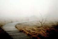 Photo Wallpaper dense fog
