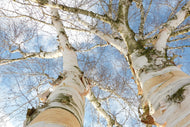 Photo Wallpaper The 2 birches