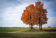 Photo Wallpaper The 3 trees